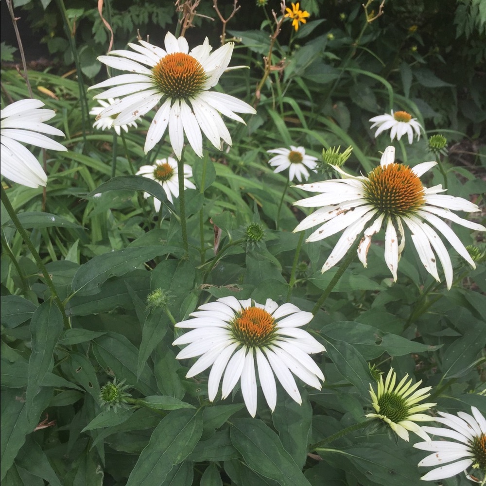 Meet your Posher, Celeste